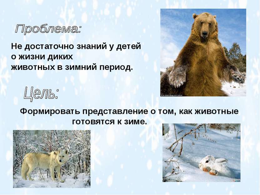 Не достаточно знаний у детей о жизни диких животных в зимний период. Формиров...