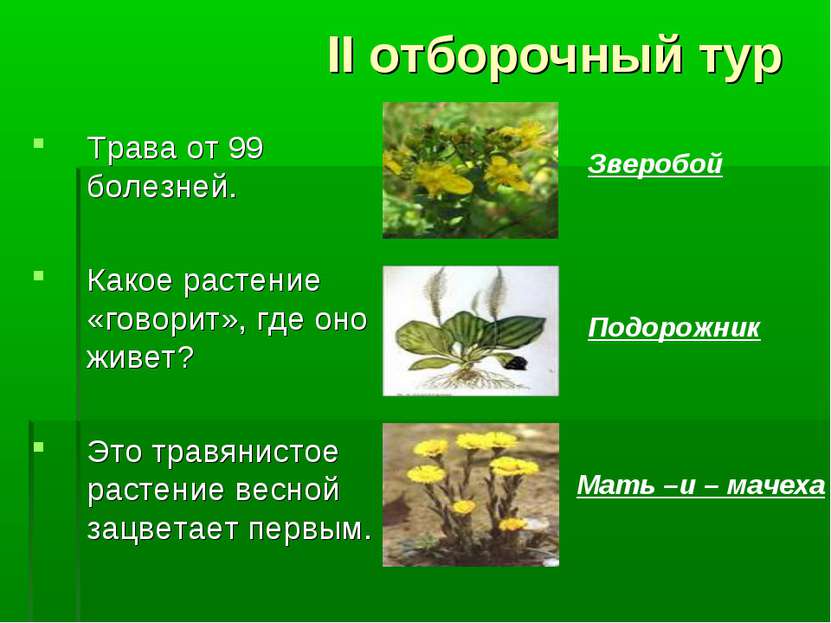 II отборочный тур Трава от 99 болезней. Какое растение «говорит», где оно жив...