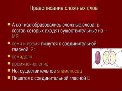 Правописание сложных слов А вот как образовались сложные слова, в состав кото...