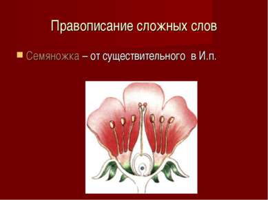 Правописание сложных слов Семяножка – от существительного в И.п.