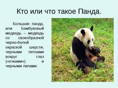 Кто или что такое Панда. Большая панда, или Бамбуковый медведь – медведь со с...