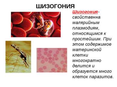 ШИЗОГОНИЯ Шизогония- свойственна малярийным плазмодиям, относящимся к простей...