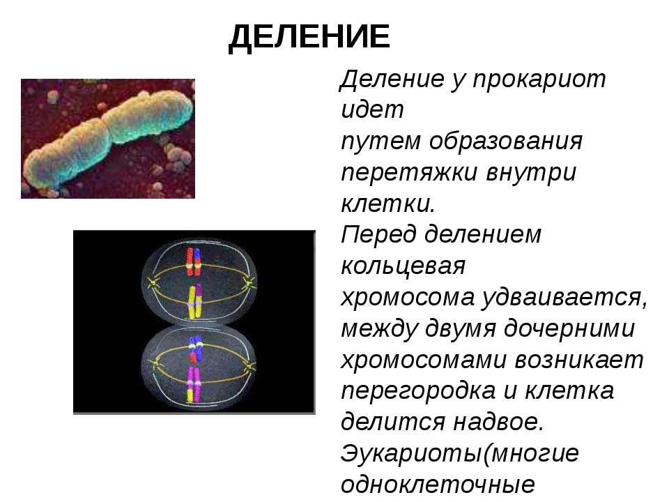 Кольцевая хромосома 2. Кольцевая хромосома. Кольцевая хромосома прокариотических. Кольцевые хромосомы прокариот.