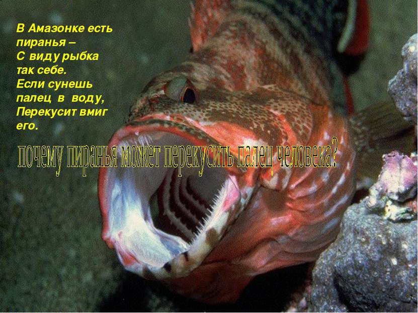 В Амазонке есть пиранья – С виду рыбка так себе. Если сунешь палец в воду, Пе...