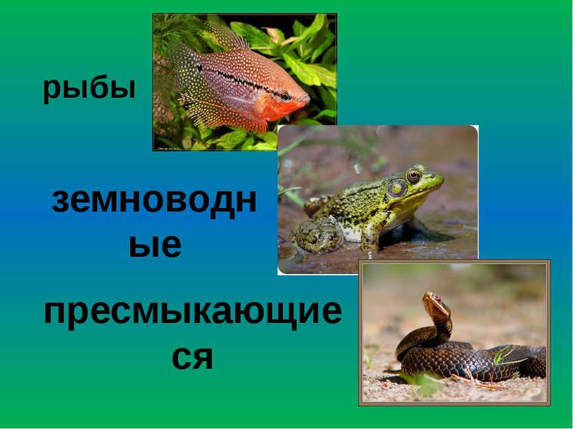 Пресмыкающиеся отличаются от птиц. Рыба это земноводное или пресмыкающееся. Рыба рептилия. Переход от рыб к земноводным. Древнейшие рыбы земноводные пресмыкающиеся птицы и млекопитающие.