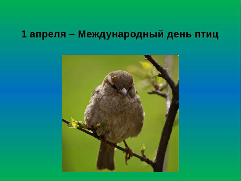 1 апреля – Международный день птиц