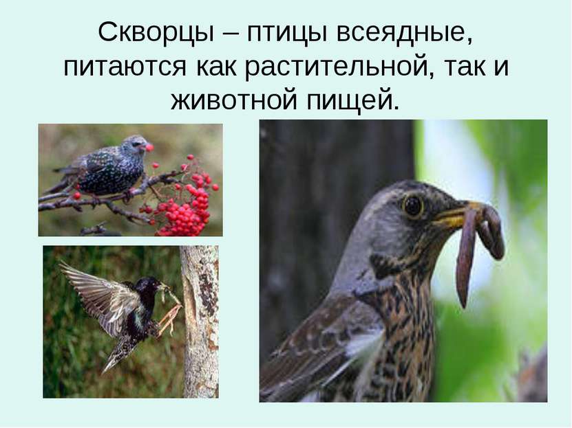 Скворцы – птицы всеядные, питаются как растительной, так и животной пищей.