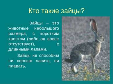 Кто такие зайцы? Зайцы – это животные небольшого размера, с коротким хвостом ...