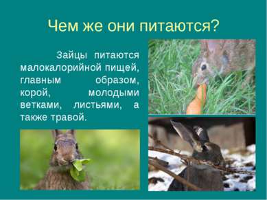 Чем же они питаются? Зайцы питаются малокалорийной пищей, главным образом, ко...