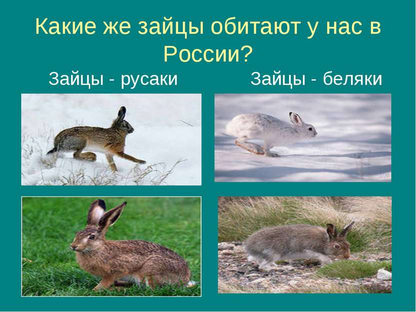 Какие же зайцы обитают у нас в России? Зайцы - русаки Зайцы - беляки