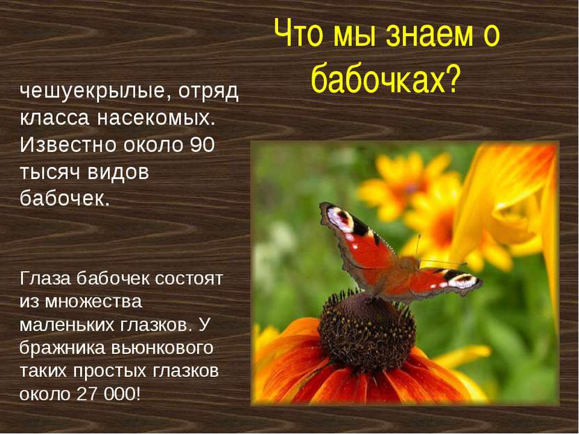 Что мы знаем о бабочках? чешуекрылые, отряд класса насекомых. Известно около ...