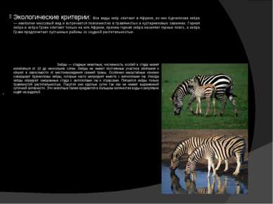 Экологические критерии: Все виды зебр обитают в Африке, из них бурчеллова зеб...