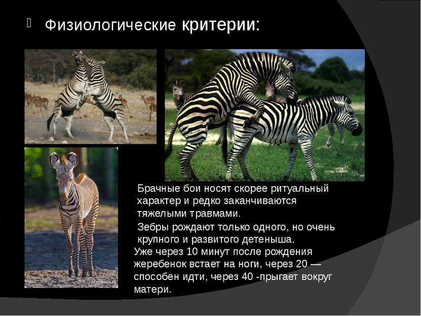 Физиологические критерии: Зебры рождают только одного, но очень крупного и ра...