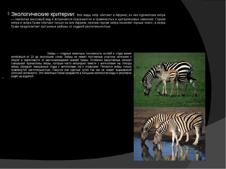 Экологическая ниша зебры