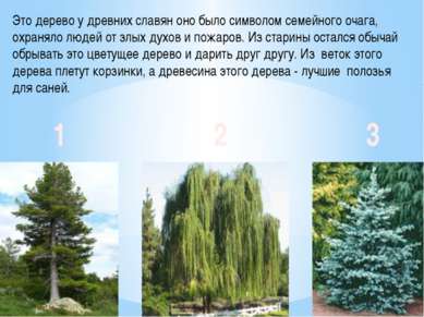 Это дерево у древних славян оно было символом семейного очага, охраняло людей...
