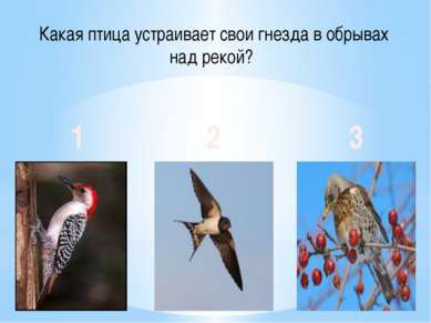 Какая птица устраивает свои гнезда в обрывах над рекой? 1 2 3