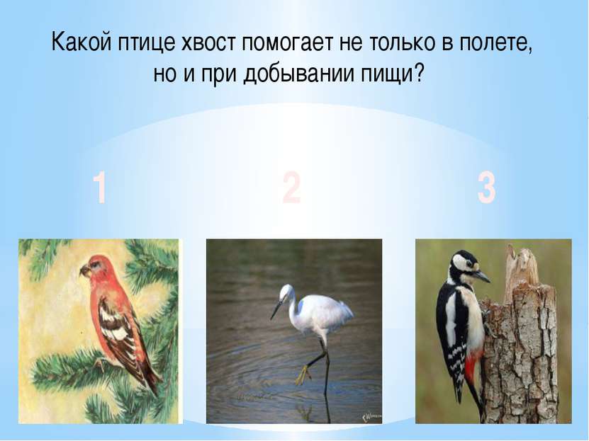 Какой птице хвост помогает не только в полете, но и при добывании пищи? 1 2 3