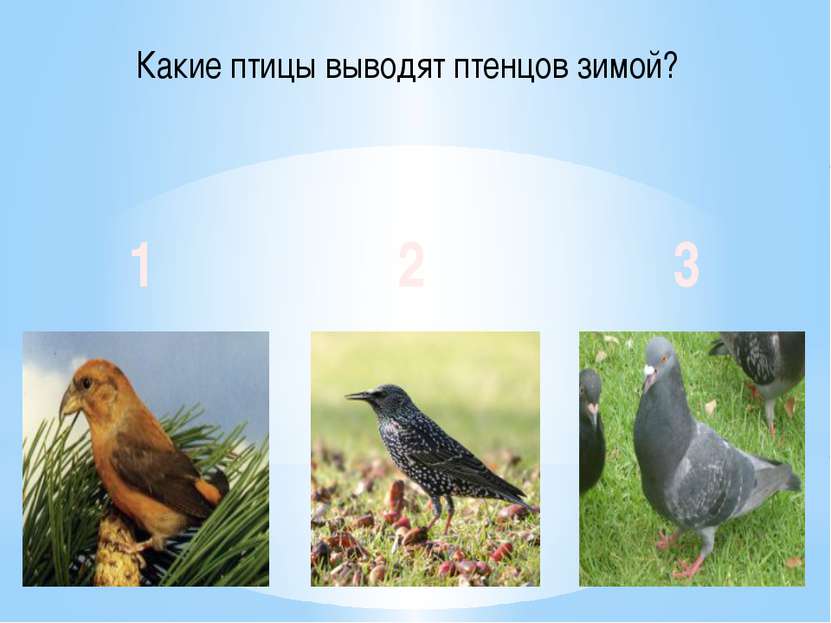 Какие птицы выводят птенцов зимой? 1 2 3