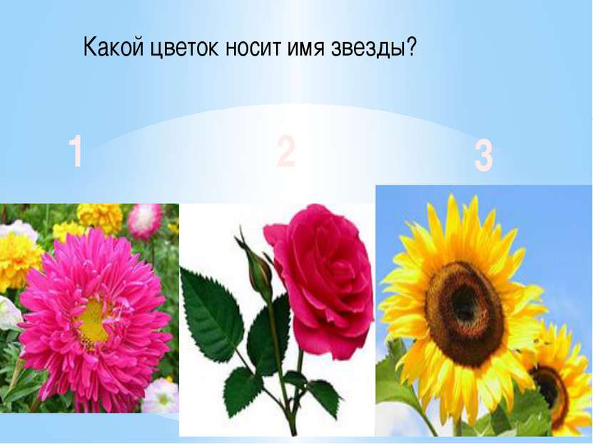 Какой цветок носит имя звезды? 1 2 3
