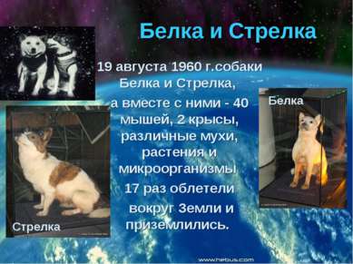 Белка и Стрелка 19 августа 1960 г.собаки Белка и Стрелка, а вместе с ними - 4...