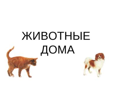 ЖИВОТНЫЕ ДОМА