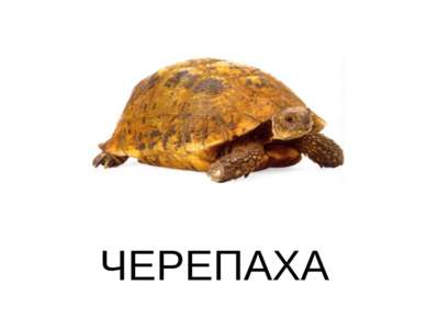 ЧЕРЕПАХА