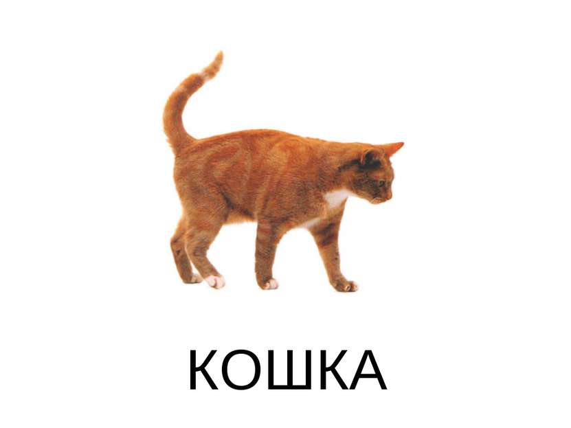 КОШКА