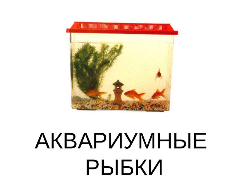 АКВАРИУМНЫЕ РЫБКИ