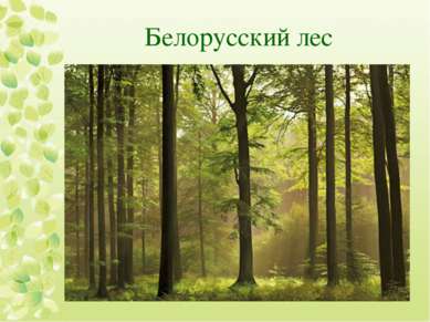 Белорусский лес