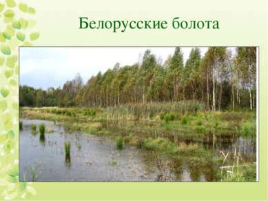 Белорусские болота