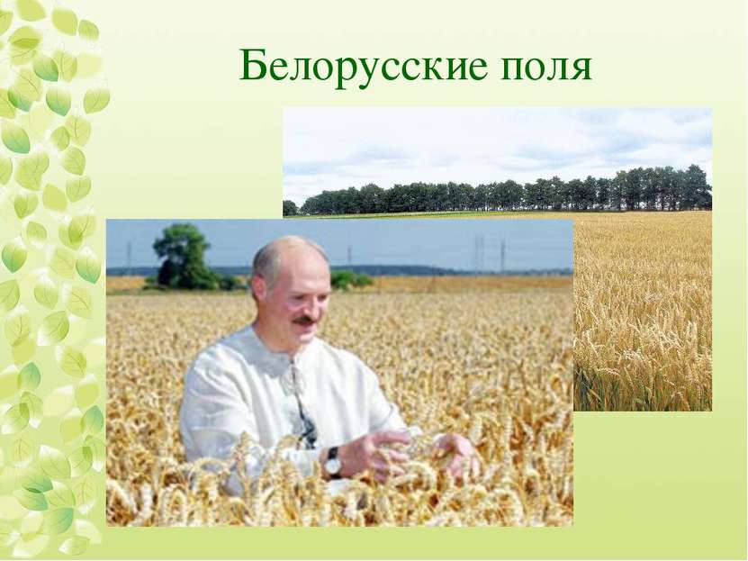 Белорусские поля