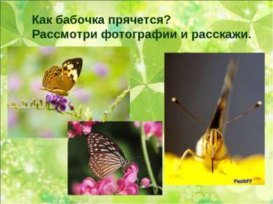 Как бабочка прячется? Рассмотри фотографии и расскажи.