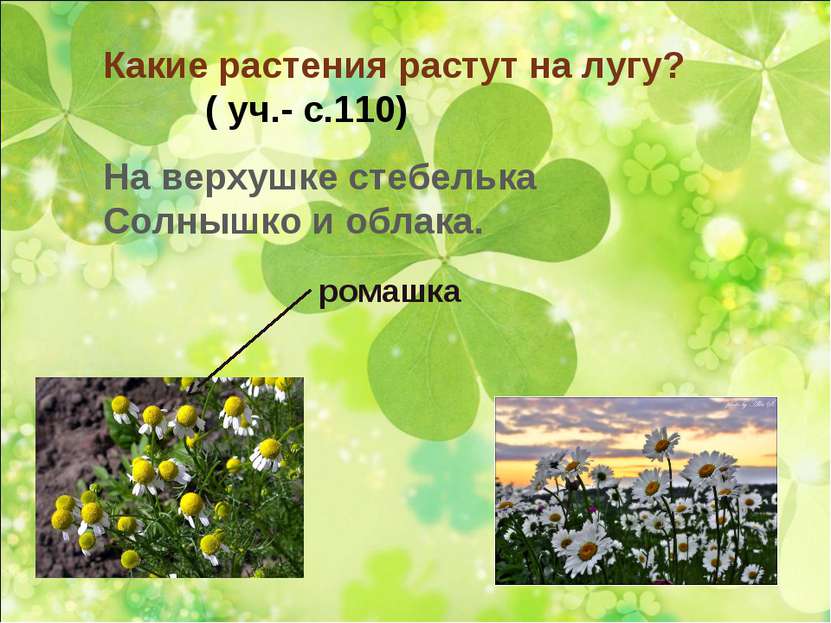 Какие растения растут на лугу? ( уч.- с.110) На верхушке стебелька Солнышко и...