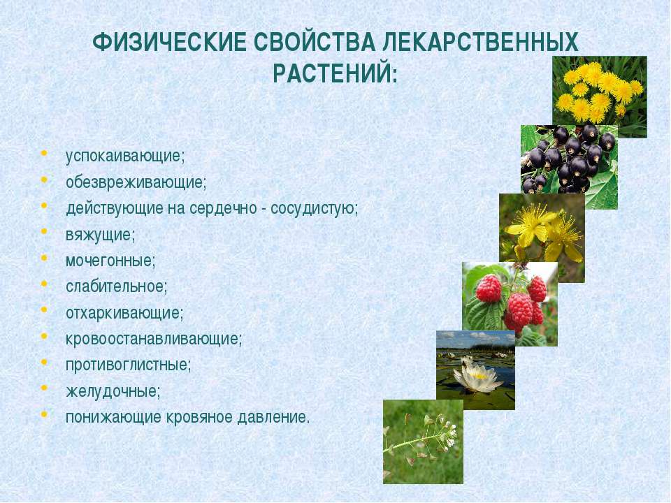Какие характерные для растений свойства. Лекарственные растения список. Характеристика лекарственных растений. Лечебные растения характеристики. Седативные лекарственные растения.