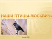 Наши птицы - москвичи