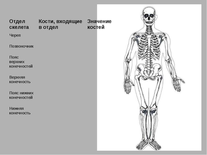 Отдел скелета Кости, входящие в отдел Значение костей Череп Позвоночник Пояс ...