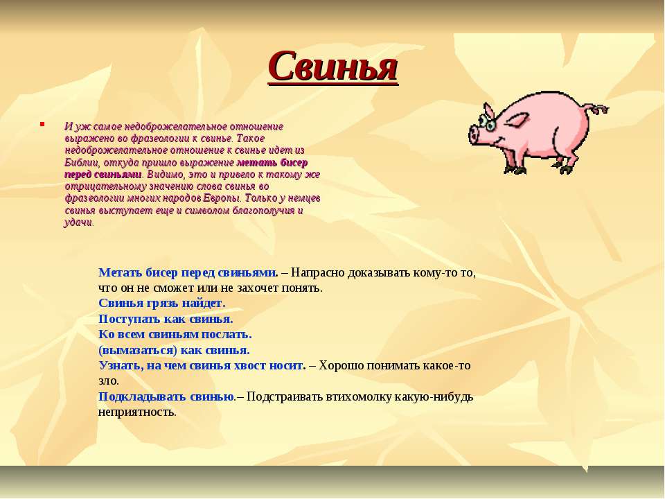 Свинья информация. Сообщение о свинье. Пословицы про свинью. Фразеологизмы про свинью.
