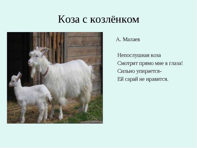 Коза с козлёнком А. Малаев Непослушная коза Смотрит прямо мне в глаза! Сильно...