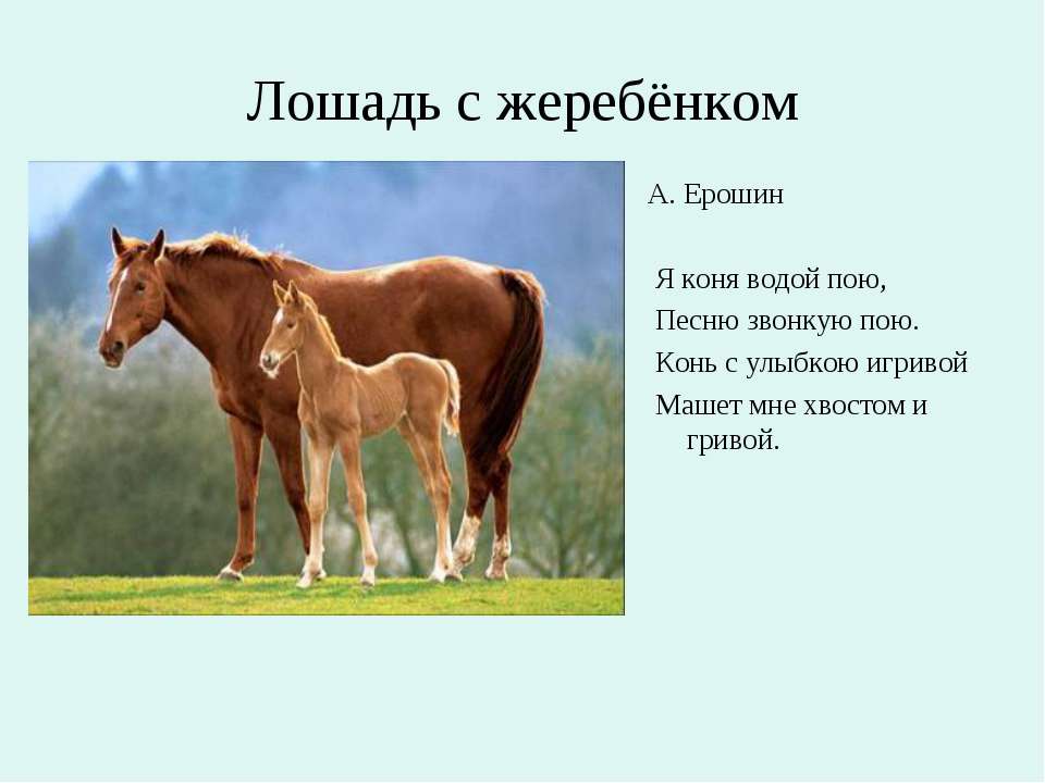 Сообщение о лошади 3 класс. Лошадь жеребенок домашнее животное. Лошадь окружающий мир. Домашние животные лошадь с жеребенком. Домашние животные и их Детеныши.