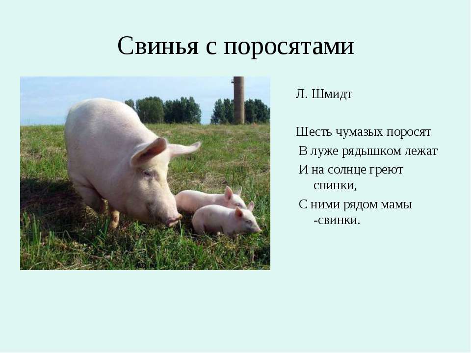 Свинья в истории