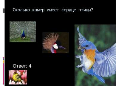 Сколько камер имеет сердце птицы? Ответ: 4