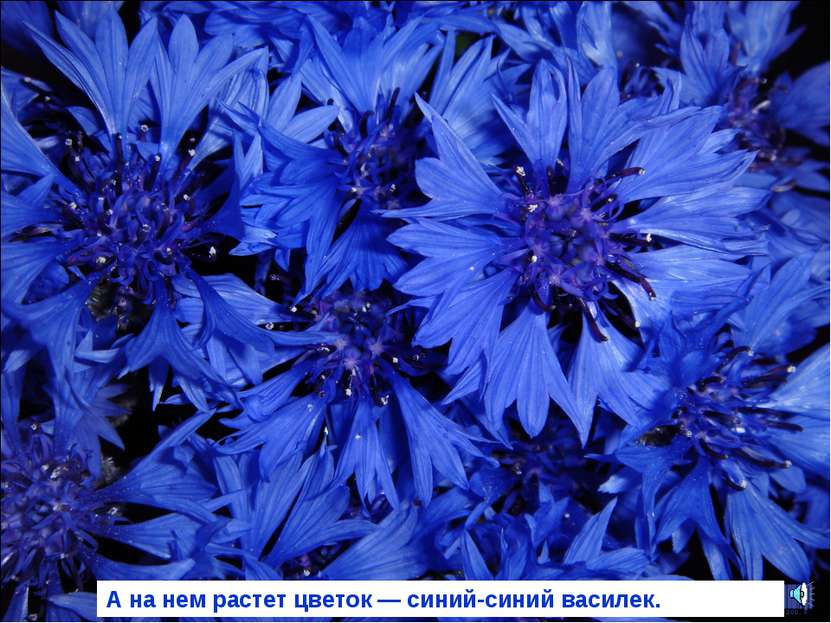 А на нем растет цветок — синий-синий василек.
