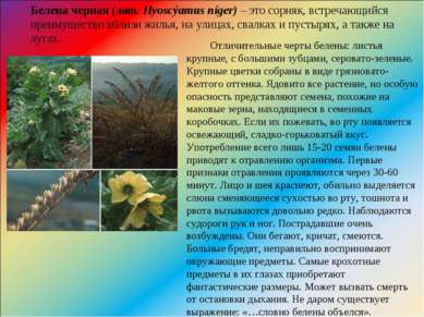 Белена черная (лат. Hyoscýamus níger) – это сорняк, встречающийся преимуществ...