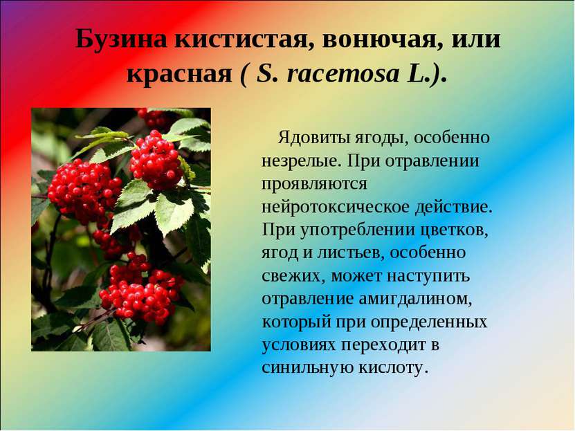 Бузина кистистая, вонючая, или красная ( S. racemosa L.). Ядовиты ягоды, особ...