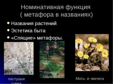 Номинативная функция ( метафора в названиях) Названия растений Эстетика быта ...