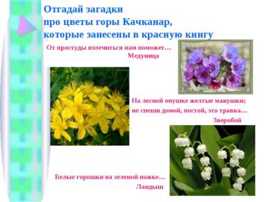 Отгадай загадки про цветы горы Качканар, которые занесены в красную книгу От ...