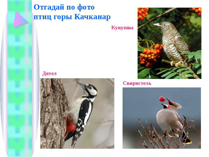 Отгадай по фото птиц горы Качканар Кукушка Свиристель Дятел