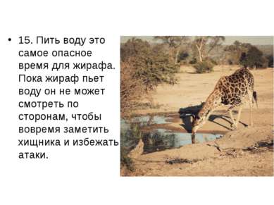 15. Пить воду это самое опасное время для жирафа. Пока жираф пьет воду он не ...