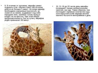 9. В отличие от человека, жирафы умеют отдыхать стоя. Обычно сеанс сна на ног...