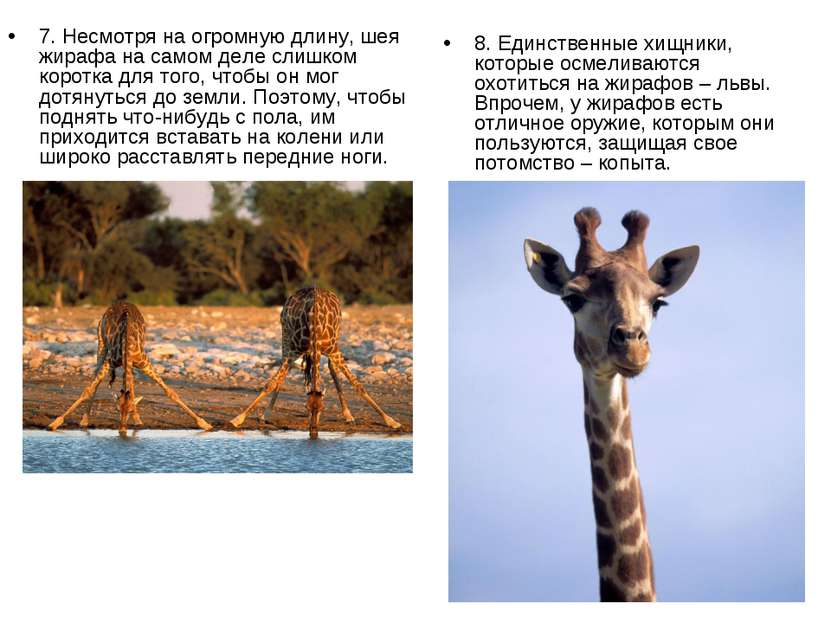 7. Несмотря на огромную длину, шея жирафа на самом деле слишком коротка для т...